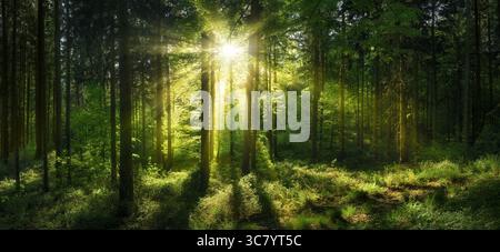 Luminous sunshine in a green forest clearing. The sun casts its beautiful rays through the trees, in panoramic format. Stock Photo