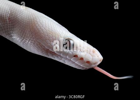 Close-up side view of the head of a white leucistic ball python snake flicking its tongue in front of a black background Stock Photo