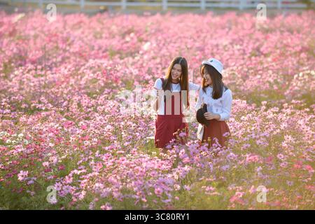 Two smiling woman standing in a field of pink cosmos flowers (Cosmos bipinnatus) pointing, Thailand Stock Photo