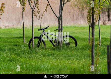 Close-up of a Bicycle leaning against poplar trees in a park in summer, Georgia Stock Photo