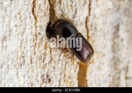 Black Bark Weevil (Ambrosiophilus atratus) Stock Photo