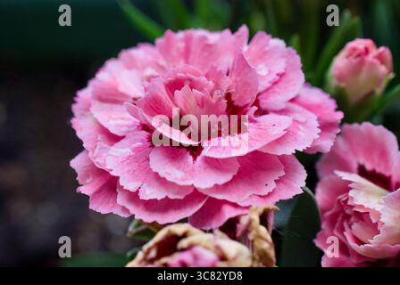closeup pink carnations in a garden Stock Photo