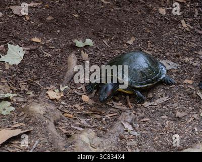 A terrestrial turtle walking across dry dirt, captured mid-stride in a natural outdoor setting at the San Antonio Botanical Gardens. Stock Photo