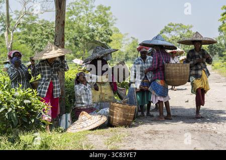 Tea estate workers plucking tea leafs using umbrellas at a tea estate during a hot summer day, in Numaligarh, India on June 12, 2025 Stock Photo