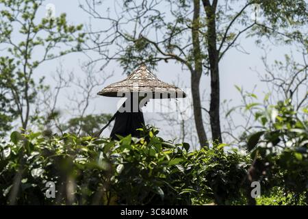 Tea estate workers plucking tea leafs using umbrellas at a tea estate during a hot summer day, in Numaligarh, India on June 12, 2025 Stock Photo