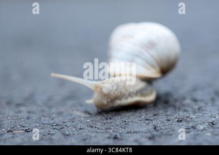 Grapevine snail on asphalt road closeup with blurred background, snail details, food snail Stock Photo
