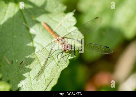 A green and orange dragonfly (Sypetrum vulgatum) rests on a vibrant green leaf, its red compound eyes catching the warm summer sunlight Stock Photo
