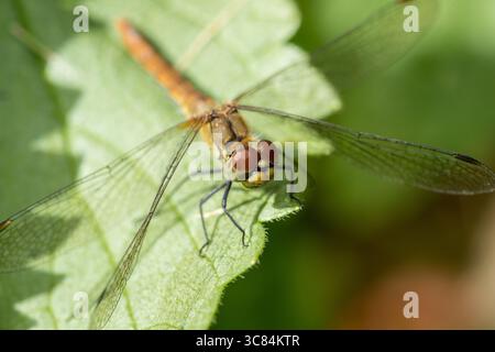 A green and orange dragonfly (Sypetrum vulgatum) rests on a vibrant green leaf, its red compound eyes catching the warm summer sunlight Stock Photo