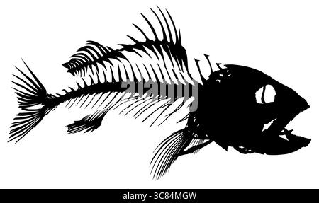 Skeleton of big predatory sea fish. Stock Vector