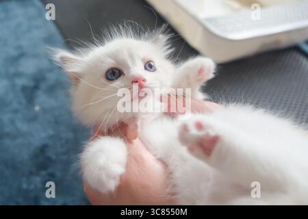 Human holding a 1 month old ragdoll kitten on their hands Stock Photo