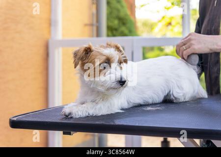 Jack Russell dog lying on a table is being groomed by a trimming stone. The dog is looking at the side. Stock Photo