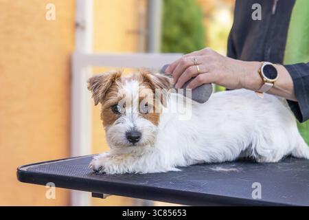 Jack Russell dog lying on a table is being groomed by a groomer using a trimming stone. The dog is looking at the camera. Stock Photo