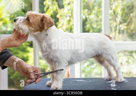Side view of a Jack Russell dog being groomed standing on the table. Professional groomer holding his chin up. Horizontally. Stock Photo