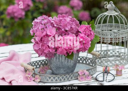 bouquet of pink hydrangea macrophylla blossoms in a plant pot in the garden Stock Photo