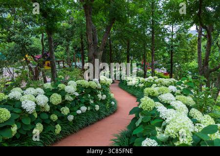 Beautiful summer flowers, hydrangeas blooming on the forest path Stock Photo