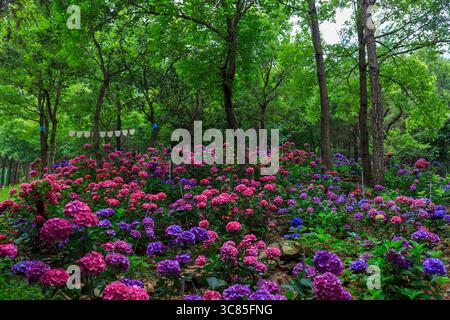 Beautiful summer flowers, hydrangeas blooming on the forest path Stock Photo