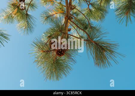 Pine branches with green needles and pine cones against a clear blue sky. Stock Photo