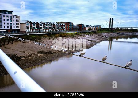 Seagulls lined up on Kutaisi Bridge Newport. Waiting to fly. Facing east. Stock Photo