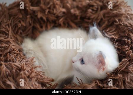 2 months old ragdoll kitten lying on the cat bed cushion, domestic cat Stock Photo