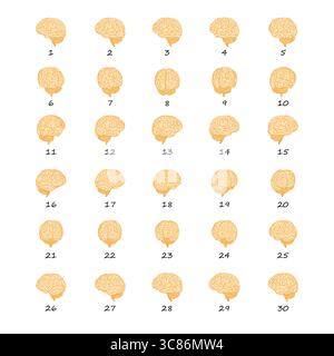 Brain colorful 2d rotate data sheet poses, hand drawn simple style to complement data and research Stock Vector