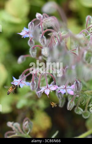 Borage and bees Stock Photo