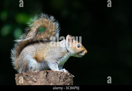 Close-up of a curious young Grey squirrel standing on a tree stump, UK. Stock Photo