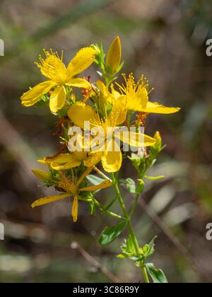 Closeup vertical view of bright golden yellow flowers of hypericum perforatum aka St John's wort isolated outdoors on natural background Stock Photo