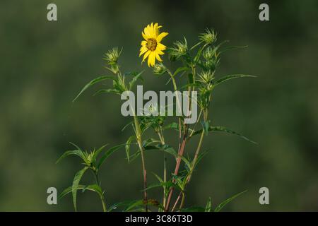 Giant sunflower growing in northern Wisconsin. Stock Photo