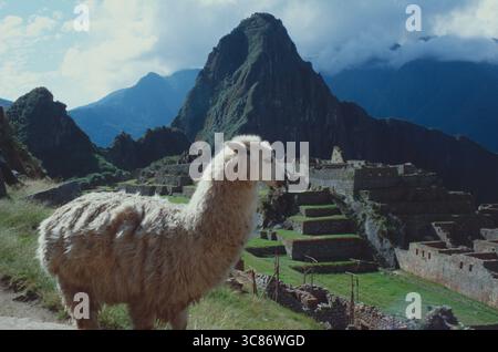 Peru. Machu Picchu. Llama with view of the ancient city buildings. Stock Photo