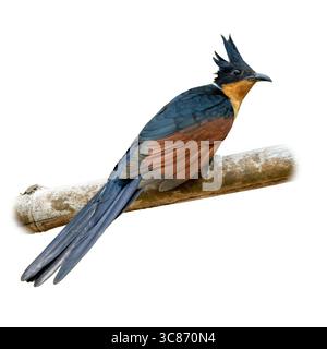 Beautiful Chestnut-winged cuckoo with glossy black crest, orange chest, and chestnut wings, perched calmly on a branch and isolated on white—ideal for Stock Photo