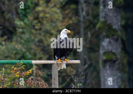 A Bald Eagle (Haliaeetus leucocephalus) perched on a wooden stand during a bird of prey show at Espace Rambouillet, France. Stock Photo
