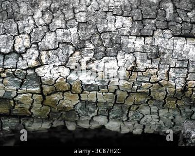 A close up of a charred log Stock Photo