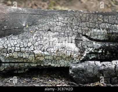 A close up of a charred log Stock Photo