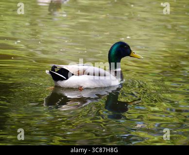 An adult male Mallard (Anas platyrhynchos) glides across a freshwater pond in southern England Stock Photo