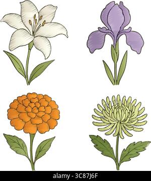 A set of four botanical flower illustrations rendered in watercolor style: a white lily, a purple iris, an orange marigold, and a green chrysanthemum. Stock Vector