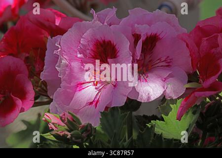 Close up of Elegance Light Lavender Splash Regal Geranium and Pelargonium flowers on a bright, sunny, spring day, with a blurred background Stock Photo