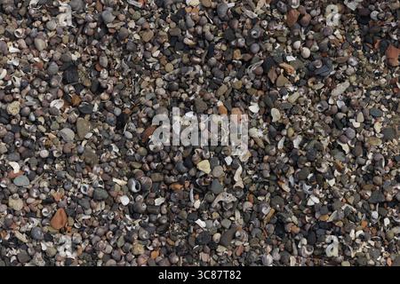 Dark-coloured pebbles and seashells on the beach near Blackness Castle, Firth of Forth, Scotland. Stock Photo