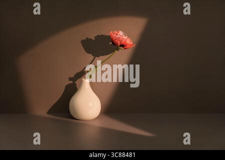 Sunlit fragile red poppy in white vase, flower still life Stock Photo