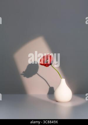 Sunlit red poppy in white vase, floral still life Stock Photo