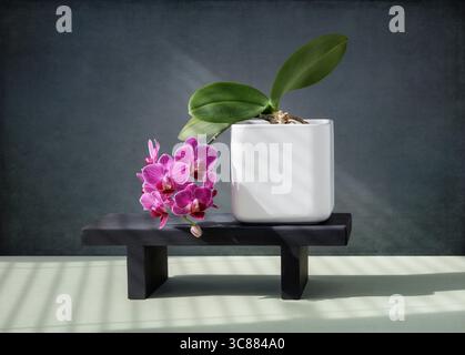 Purple mini orchids in white square plant pot on small black shelf Stock Photo