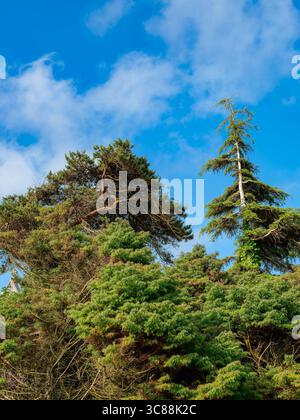 green treetops with blue sky and fluffy clouds Stock Photo - Alamy