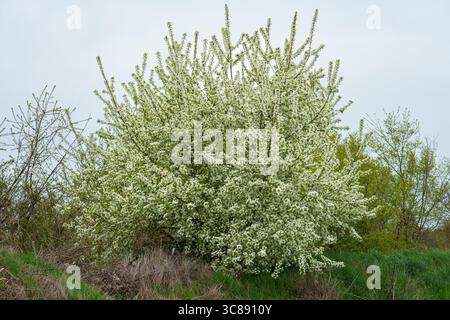 A Mahleb Cherry tree (Prunus mahaleb) in full bloom with delicate white flowers stands in a grassy field under an overcast sky, surrounded by spring v Stock Photo