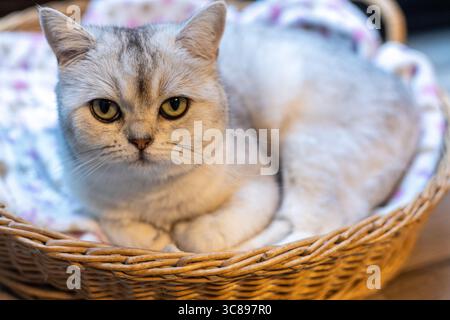 Cat with fluffy coat is lounging in a wicker basket filled with soft blankets, creating a warm and inviting scene of relaxation and comfort Stock Photo