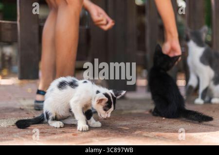 Two adorable kittens engage with a person, one being petted while the other curiously looks on. The warm atmosphere and playful nature create a Stock Photo