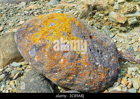 Eroded boulder with yellow, red and orange lichen at the northwestern coast of Tasmania, Australia Stock Photo