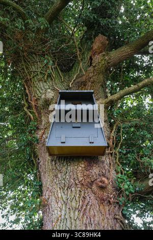 Owl box on an old oak tree covered in ivy. Suffolk, UK. Stock Photo