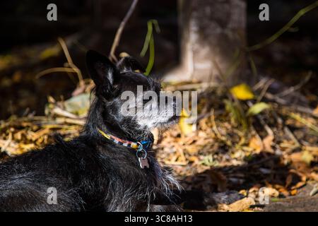 Black mixed-breed dog resting outdoors on autumn leaves Stock Photo