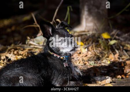 Black mixed-breed dog resting outdoors on autumn leaves Stock Photo