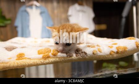 ginger white newborn baby cat lying in the home Stock Photo