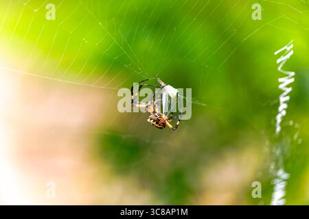 Yellow Garden Spider (Argiope aurantia) spinning silk thread in a dynamic close-up showing web-building behavior. Stock Photo